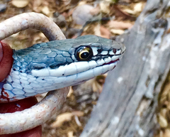 Masticophis bilineatus