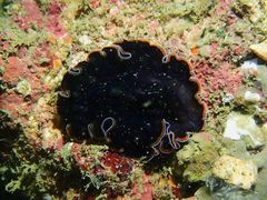 Pseudobiceros hancockanus