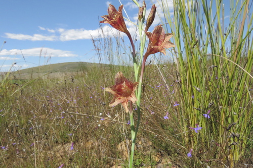 Image of Gladiolus emiliae by (c) Paul Emms, some rights reserved (CC BY-SA)