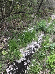Cardamine pratensis pratensis