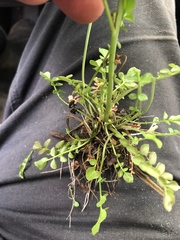 Cardamine pratensis pratensis