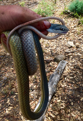 Masticophis bilineatus