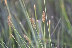 Carex diandra