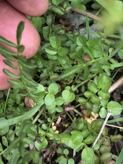 Cardamine pratensis pratensis