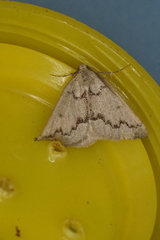 Amelora goniota