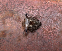 Alcimocoris japonensis