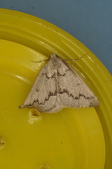 Amelora goniota