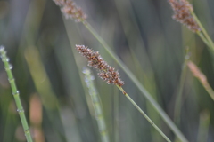 Carex diandra