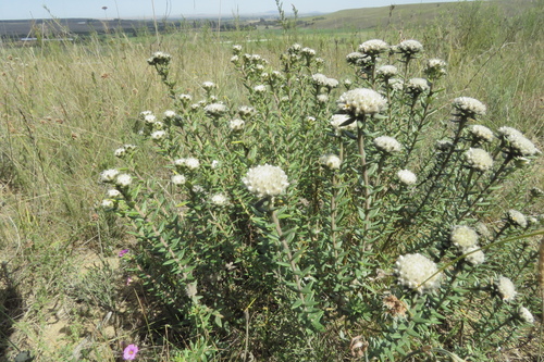 Image of Phylica propinqua by (c) Paul Emms, some rights reserved (CC BY-SA)