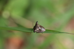 Alcimocoris japonensis