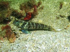 Cryptocentrus sericus