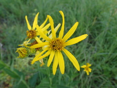 Verbesina helianthoides