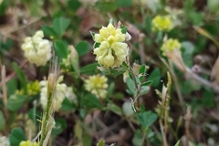Trifolium campestre