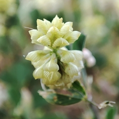 Trifolium campestre
