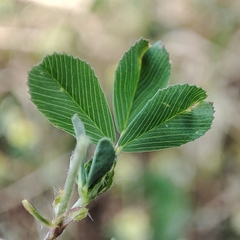 Trifolium campestre