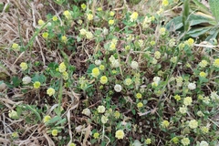 Trifolium campestre