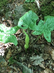 Arum maculatum