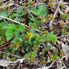 Potentilla fragarioides