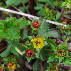 Potentilla fragarioides