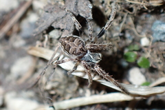 Larinioides sclopetarius