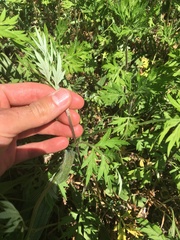 Artemisia vulgaris