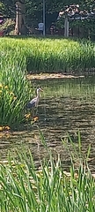 Ardea cinerea