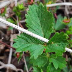 Potentilla fragarioides