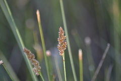 Carex diandra