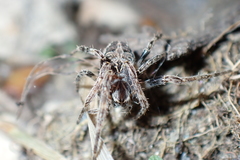Larinioides sclopetarius
