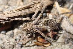 Larinioides sclopetarius