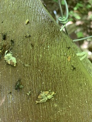 Xanthorhoe spadicearia