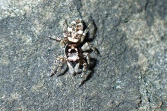 Salticus scenicus