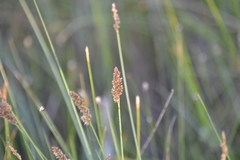 Carex diandra