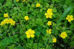 Potentilla reptans sericophylla