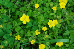 Potentilla reptans sericophylla