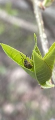 Galerucella lineola