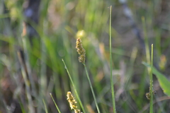 Carex diandra