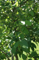 Malus halliana