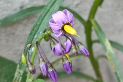 Solanum dulcamara