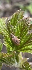 Polydrusus mollis