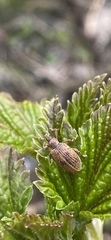 Polydrusus mollis