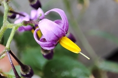Solanum dulcamara