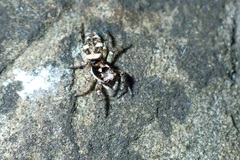 Salticus scenicus