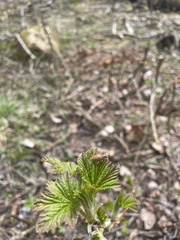 Polydrusus mollis