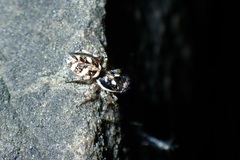 Salticus scenicus
