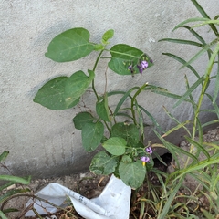 Solanum dulcamara