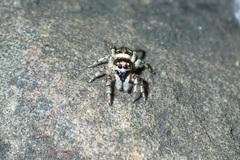 Salticus scenicus