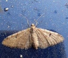 Eupithecia indigata