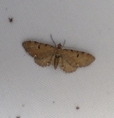 Eupithecia assimilata