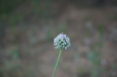Allium macrostemon